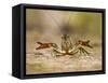 Crayfish (Cambarus Sp.) Defense Posture, Kendall Co., Texas, Usa-Larry Ditto-Framed Stretched Canvas