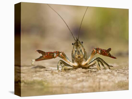 Crayfish (Cambarus Sp.) Defense Posture, Kendall Co., Texas, Usa-Larry Ditto-Stretched Canvas