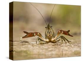 Crayfish (Cambarus Sp.) Defense Posture, Kendall Co., Texas, Usa-Larry Ditto-Stretched Canvas