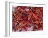 Crayfish in Bergen's Fish Market, Norway-Russell Young-Framed Premium Photographic Print