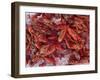 Crayfish in Bergen's Fish Market, Norway-Russell Young-Framed Photographic Print