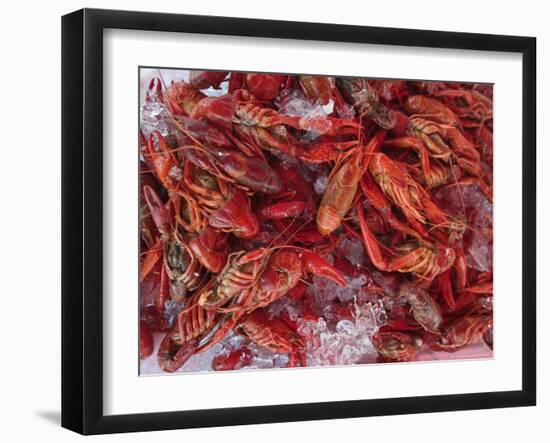 Crayfish in Bergen's Fish Market, Norway-Russell Young-Framed Photographic Print