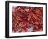 Crayfish in Bergen's Fish Market, Norway-Russell Young-Framed Photographic Print