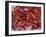 Crayfish in Bergen's Fish Market, Norway-Russell Young-Framed Photographic Print