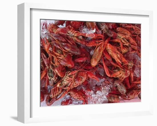 Crayfish in Bergen's Fish Market, Norway-Russell Young-Framed Photographic Print