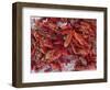 Crayfish in Bergen's Fish Market, Norway-Russell Young-Framed Photographic Print