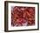 Crayfish in Bergen's Fish Market, Norway-Russell Young-Framed Photographic Print