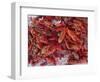 Crayfish in Bergen's Fish Market, Norway-Russell Young-Framed Photographic Print