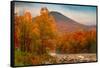 Crazy Autumn Color, White Mountains New Hampshire New England-Vincent James-Framed Stretched Canvas