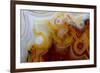 Crazy Lace Agate from Mexico-Darrell Gulin-Framed Photographic Print