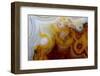 Crazy Lace Agate from Mexico-Darrell Gulin-Framed Premium Photographic Print