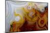 Crazy Lace Agate from Mexico-Darrell Gulin-Mounted Premium Photographic Print