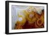 Crazy Lace Agate from Mexico-Darrell Gulin-Framed Photographic Print