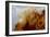 Crazy Lace Agate from Mexico-Darrell Gulin-Framed Photographic Print