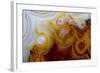 Crazy Lace Agate from Mexico-Darrell Gulin-Framed Photographic Print