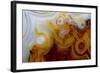 Crazy Lace Agate from Mexico-Darrell Gulin-Framed Photographic Print