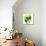 Crazy Sill Dog-Javier Brosch-Mounted Photographic Print displayed on a wall