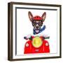 Crazy Silly Motorbike Dog-Javier Brosch-Framed Photographic Print