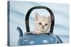 Cream Asian Kitten in Teapot-null-Stretched Canvas