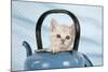 Cream Asian Kitten in Teapot-null-Mounted Photographic Print