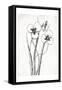 Cream Black Florals Mate-Jace Grey-Framed Stretched Canvas