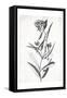 Cream Black Florals-Jace Grey-Framed Stretched Canvas