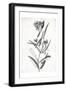 Cream Black Florals-Jace Grey-Framed Art Print