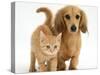 Cream Kitten with Cream Dapple Dachshund Puppy-Jane Burton-Stretched Canvas