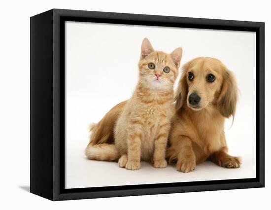 Cream Kitten with Cream Dapple Dachshund Puppy-Jane Burton-Framed Stretched Canvas