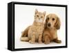 Cream Kitten with Cream Dapple Dachshund Puppy-Jane Burton-Framed Stretched Canvas