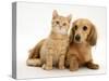 Cream Kitten with Cream Dapple Dachshund Puppy-Jane Burton-Stretched Canvas