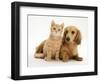 Cream Kitten with Cream Dapple Dachshund Puppy-Jane Burton-Framed Premium Photographic Print