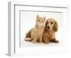 Cream Kitten with Cream Dapple Dachshund Puppy-Jane Burton-Framed Premium Photographic Print