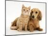 Cream Kitten with Cream Dapple Dachshund Puppy-Jane Burton-Mounted Premium Photographic Print