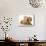 Cream Kitten with Cream Dapple Dachshund Puppy-Jane Burton-Mounted Photographic Print displayed on a wall