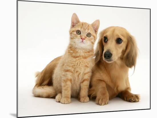 Cream Kitten with Cream Dapple Dachshund Puppy-Jane Burton-Mounted Photographic Print