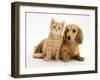 Cream Kitten with Cream Dapple Dachshund Puppy-Jane Burton-Framed Photographic Print