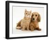 Cream Kitten with Cream Dapple Dachshund Puppy-Jane Burton-Framed Photographic Print