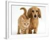 Cream Kitten with Cream Dapple Dachshund Puppy-Jane Burton-Framed Photographic Print