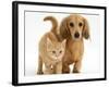 Cream Kitten with Cream Dapple Dachshund Puppy-Jane Burton-Framed Photographic Print