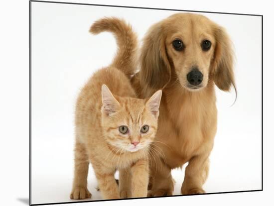 Cream Kitten with Cream Dapple Dachshund Puppy-Jane Burton-Mounted Photographic Print