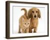 Cream Kitten with Cream Dapple Dachshund Puppy-Jane Burton-Framed Photographic Print