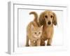 Cream Kitten with Cream Dapple Dachshund Puppy-Jane Burton-Framed Photographic Print