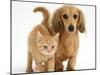 Cream Kitten with Cream Dapple Dachshund Puppy-Jane Burton-Mounted Photographic Print