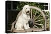 Cream Labradoodle Sitting on Wooden Chair-null-Stretched Canvas