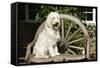 Cream Labradoodle Sitting on Wooden Chair-null-Framed Stretched Canvas