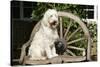 Cream Labradoodle Sitting on Wooden Chair-null-Stretched Canvas