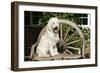 Cream Labradoodle Sitting on Wooden Chair-null-Framed Premium Photographic Print