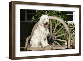 Cream Labradoodle Sitting on Wooden Chair-null-Framed Photographic Print