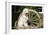 Cream Labradoodle Sitting on Wooden Chair-null-Framed Photographic Print